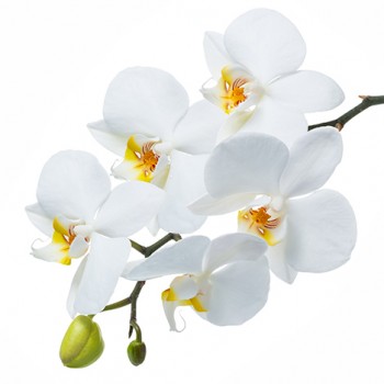 Стол обеденный Танго белый/Орхидея в Железногорске - zheleznogorsk.mebel54.com | фото